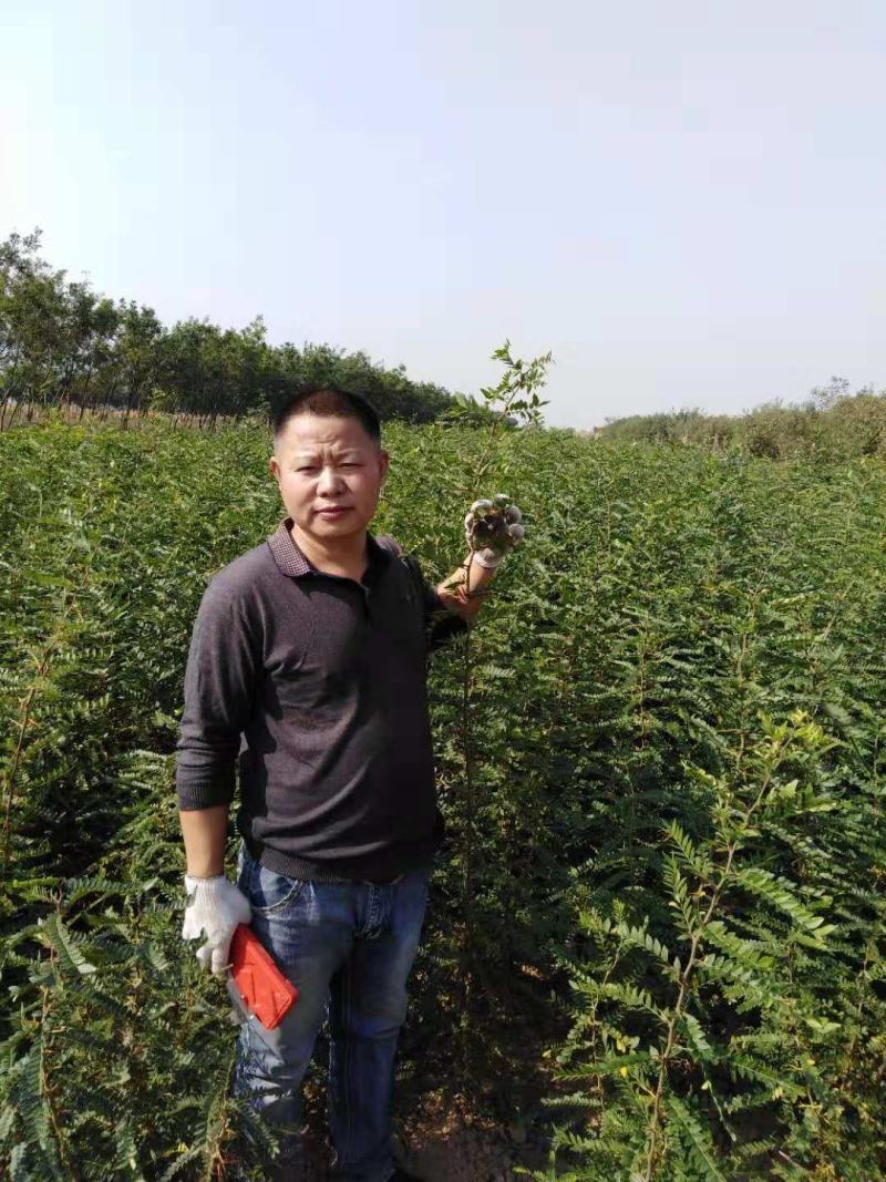皂刺苗一米皂角苗5O万自己种植苗壮质高信誉第一