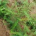 皂刺苗一米皂角苗5O万自己种植苗壮质高信誉第一