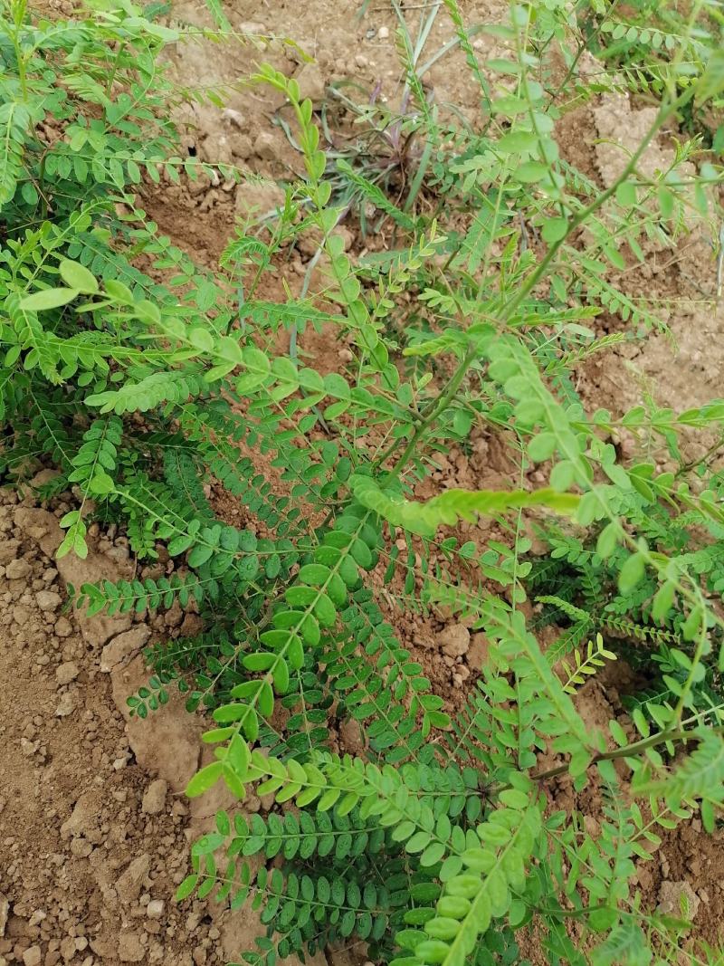 皂刺苗一米皂角苗5O万自己种植苗壮质高信誉第一