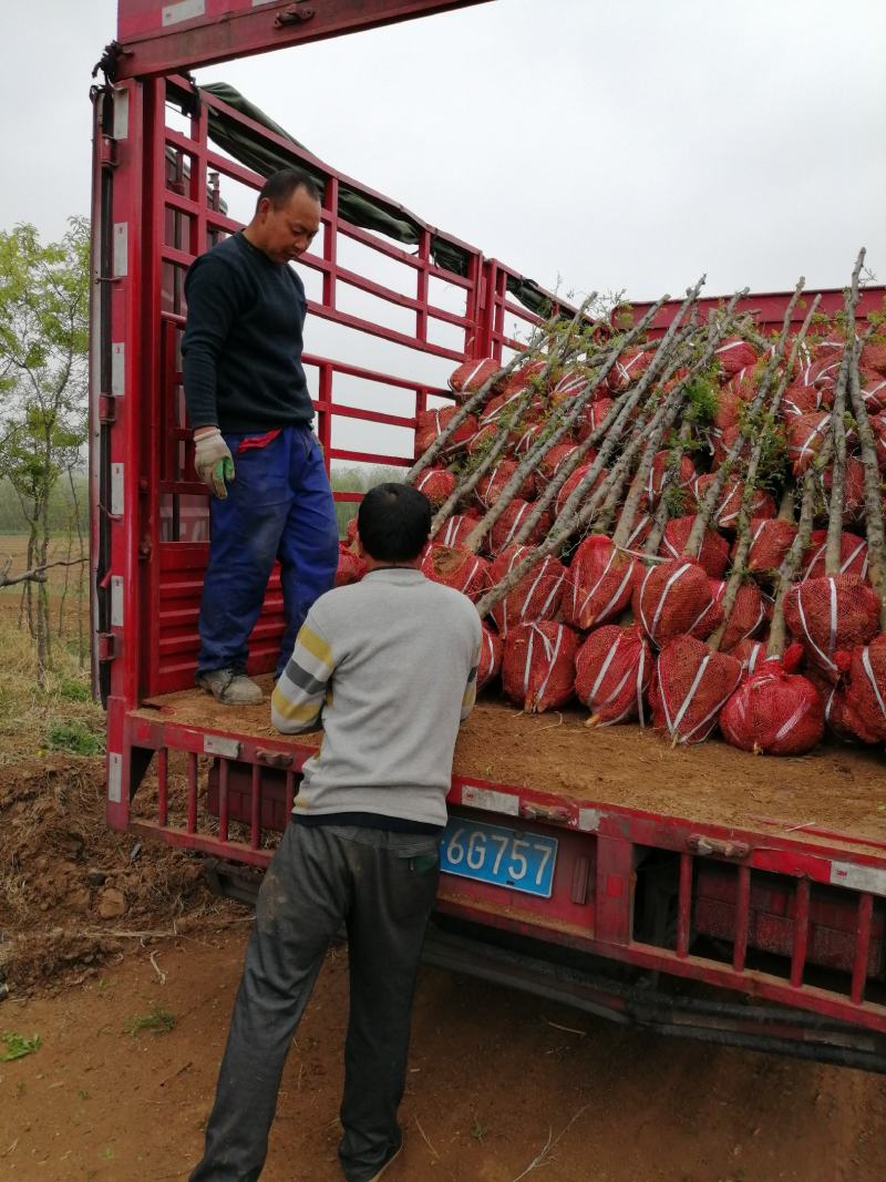 皂刺苗一米皂角苗5O万自己种植苗壮质高信誉第一