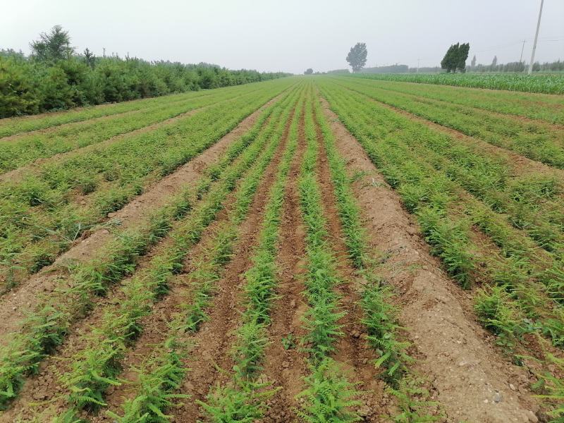 皂刺苗一米皂角苗5O万自己种植苗壮质高信誉第一