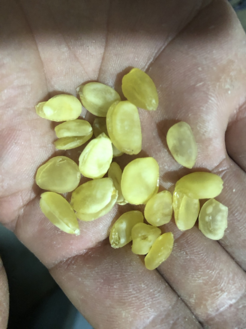 精品皂角米大双荚（雪莲子），
