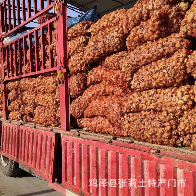 大量供应白洋姜菊于鬼子姜晒黑洋姜洋姜切片