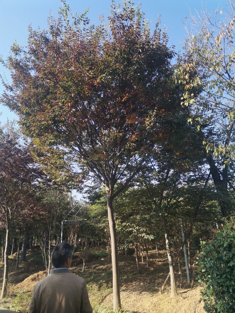 栾树10公分12公分14公分15公分栾树价格，南京栾树