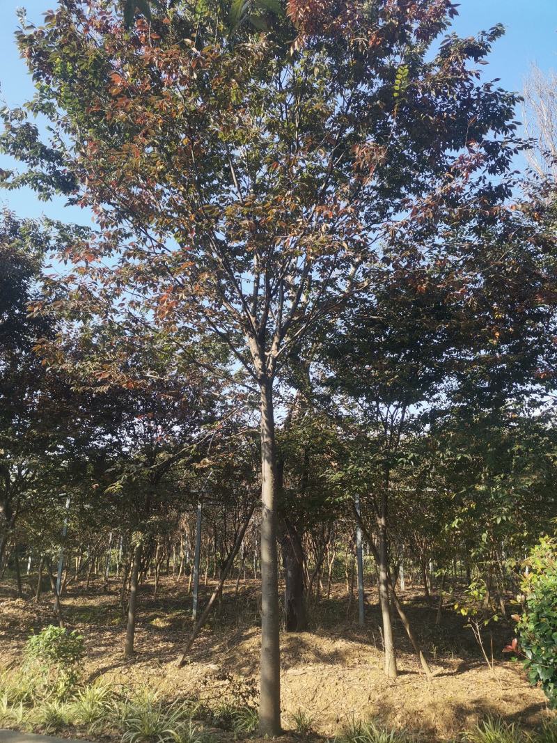 栾树10公分12公分14公分15公分栾树价格，南京栾树