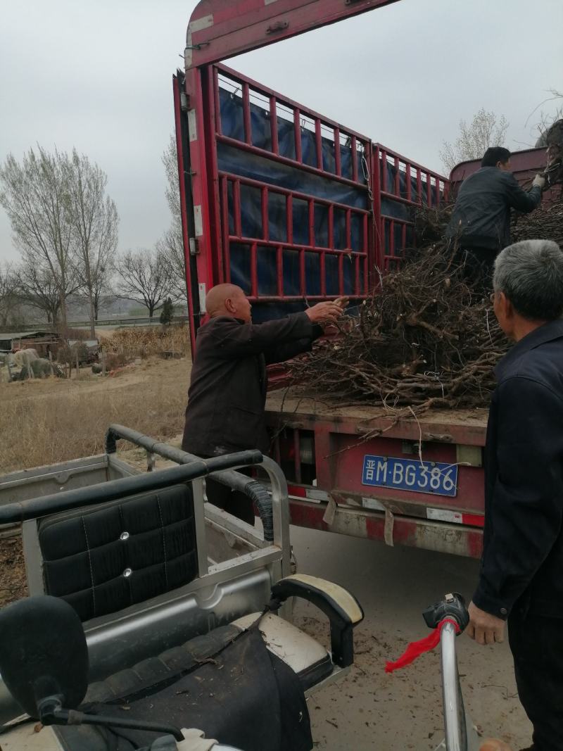 大量供应文冠果苗100万株，一年二年均有货