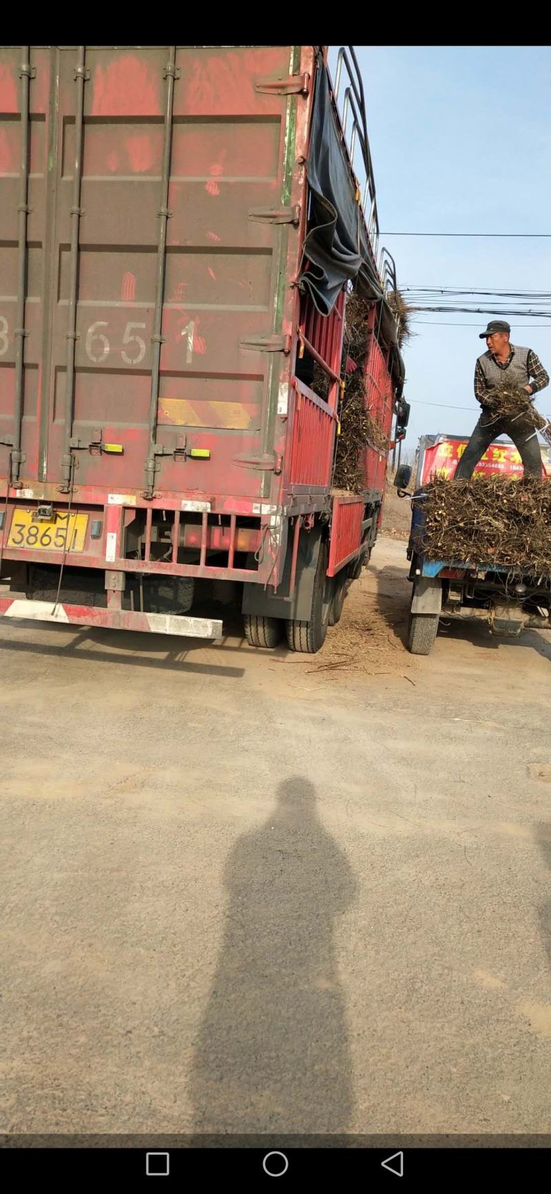大量供应文冠果苗100万株，一年二年均有货
