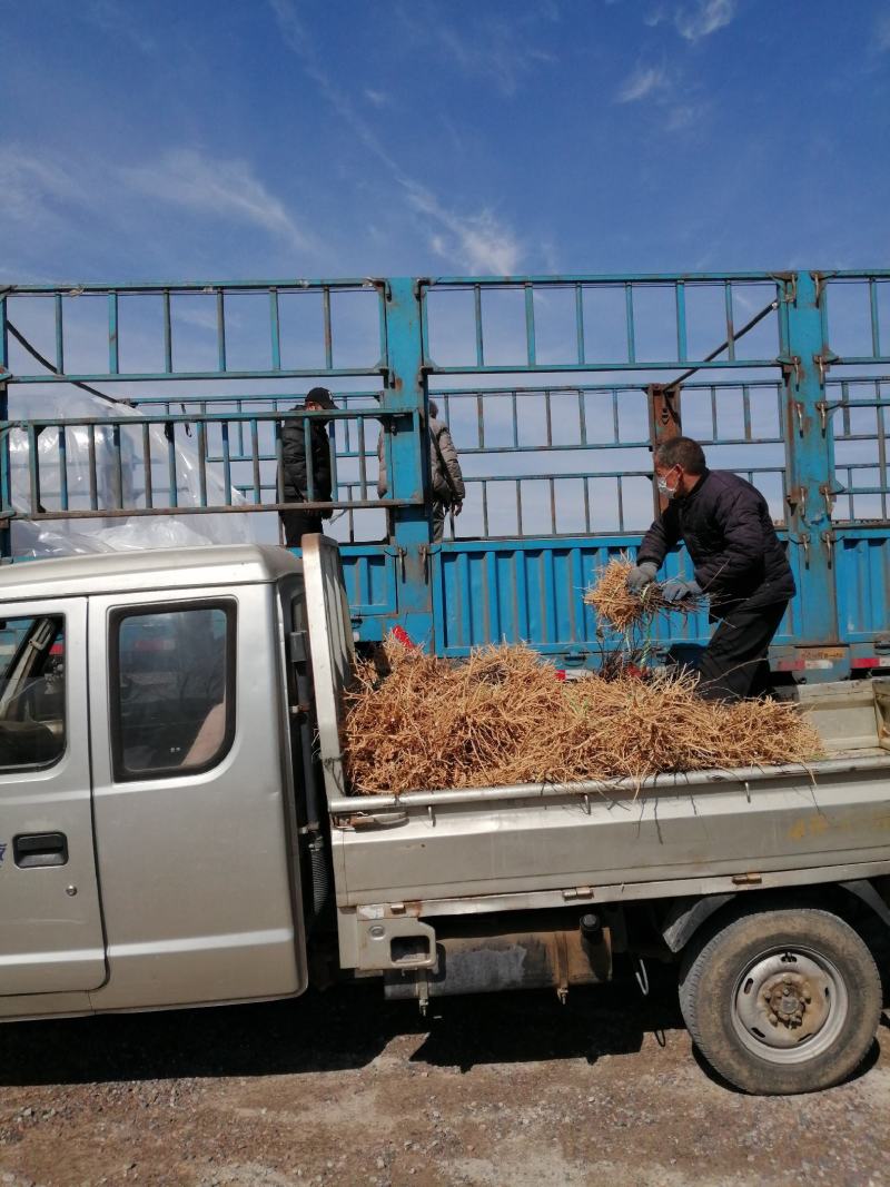 大量供应文冠果苗100万株，一年二年均有货