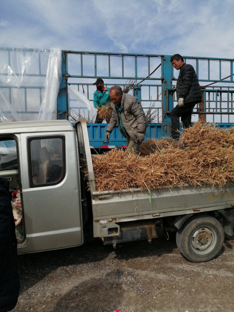 大量供应文冠果苗100万株，一年二年均有货