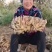 山东鲜姜产地供应，品种齐全，质量保证，货源充足