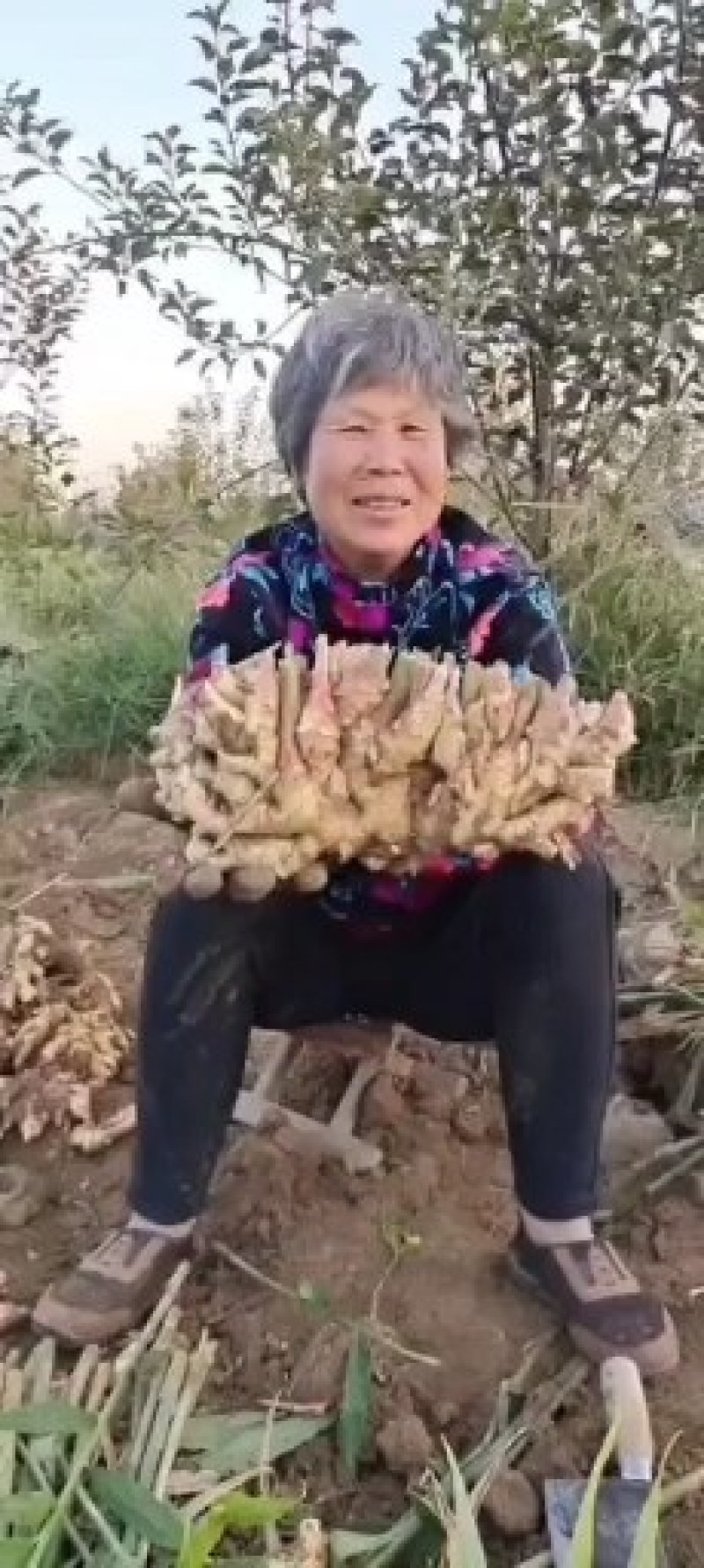 山东鲜姜产地供应，品种齐全，质量保证，货源充足