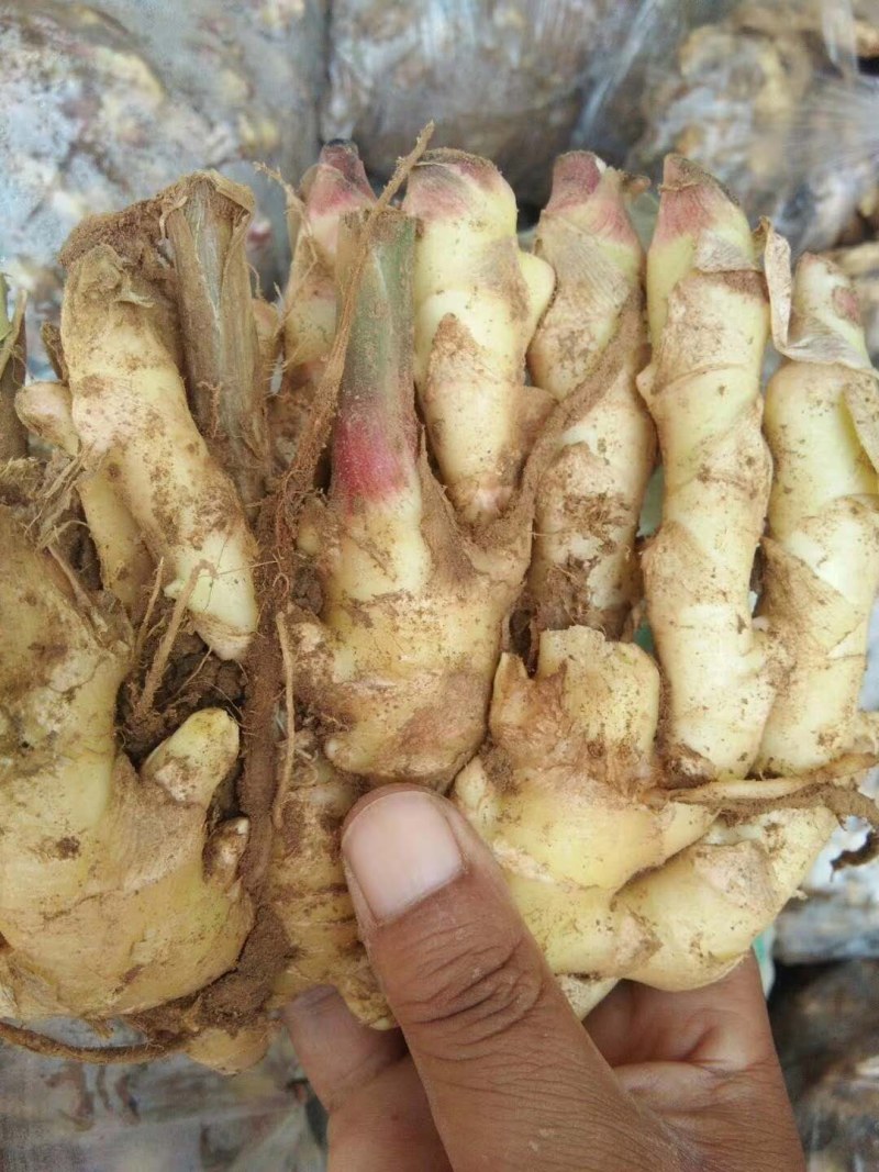 山东鲜姜产地供应，品种齐全，质量保证，货源充足