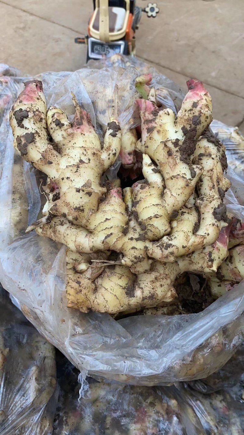 山东鲜姜产地供应，品种齐全，质量保证，货源充足