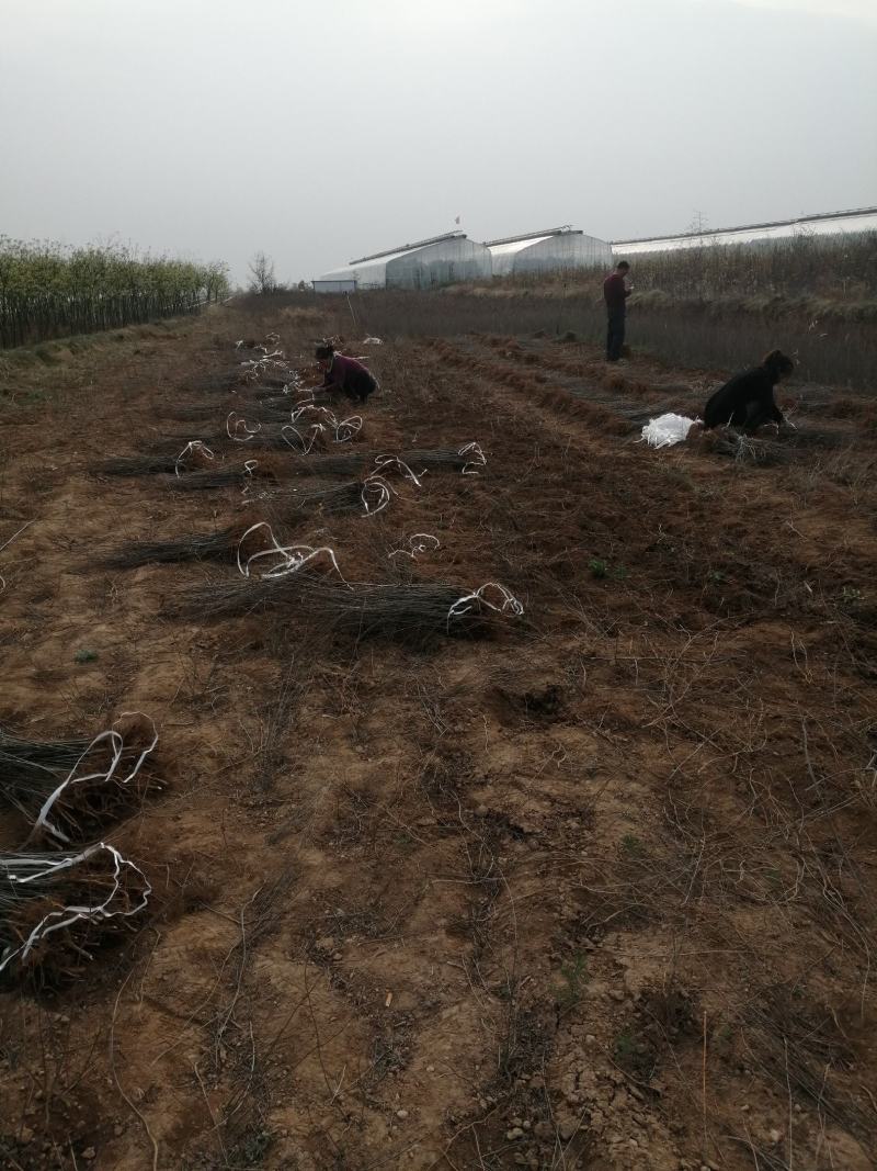 红油香椿苗大棚40cm以上年产2o一30万棵，品种纯