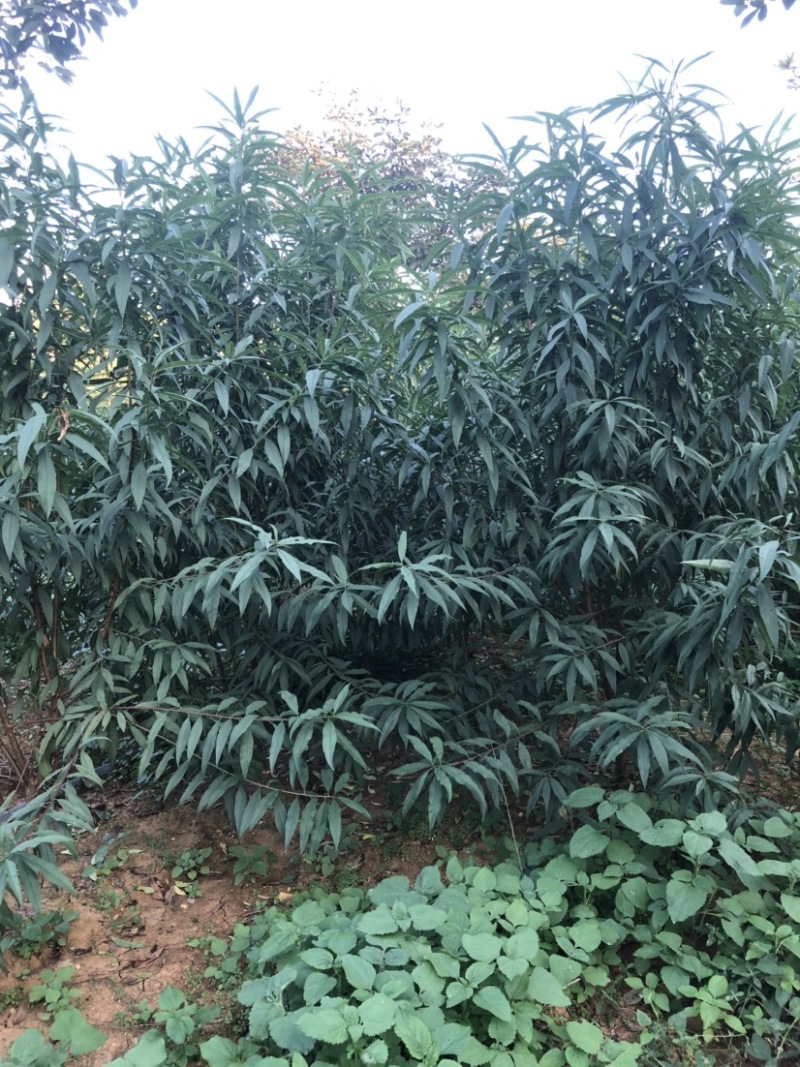 3-5公分青叶碧桃一万棵出售
