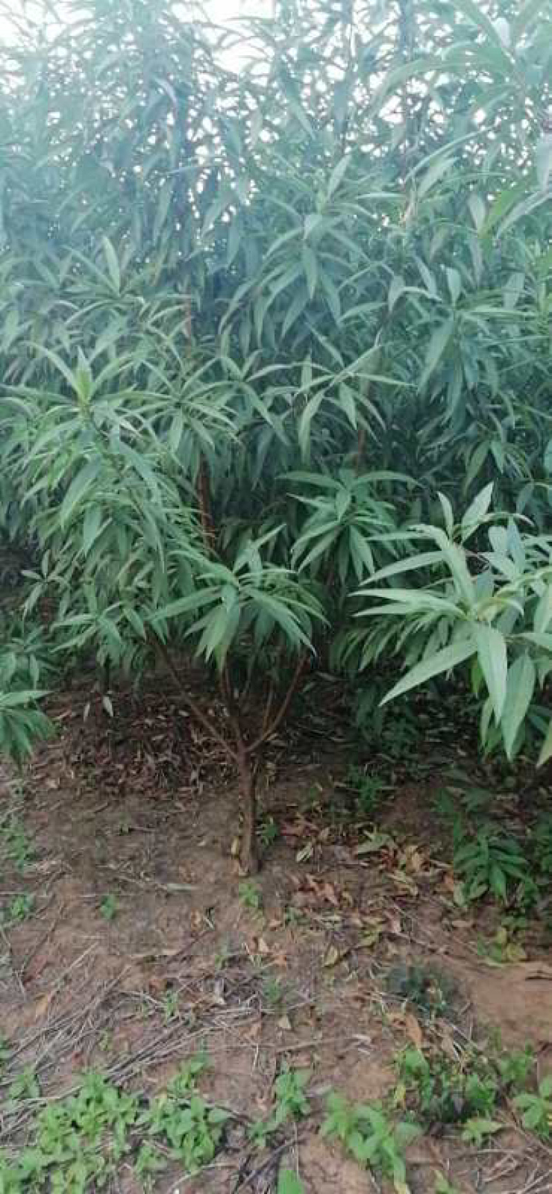 3-5公分青叶碧桃一万棵出售