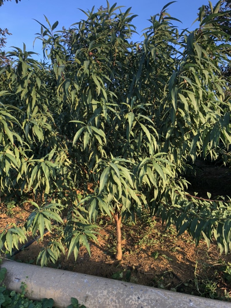 3-5公分青叶碧桃一万棵出售
