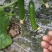 水果小黄瓜孝海文洋精品小黄瓜种植基地，位于鲁西南地区