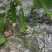 水果小黄瓜孝海文洋精品小黄瓜种植基地，位于鲁西南地区