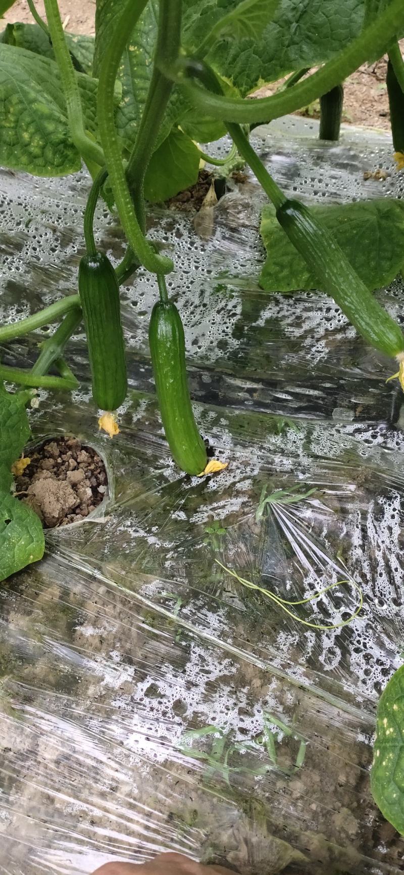 水果小黄瓜孝海文洋精品小黄瓜种植基地，位于鲁西南地区