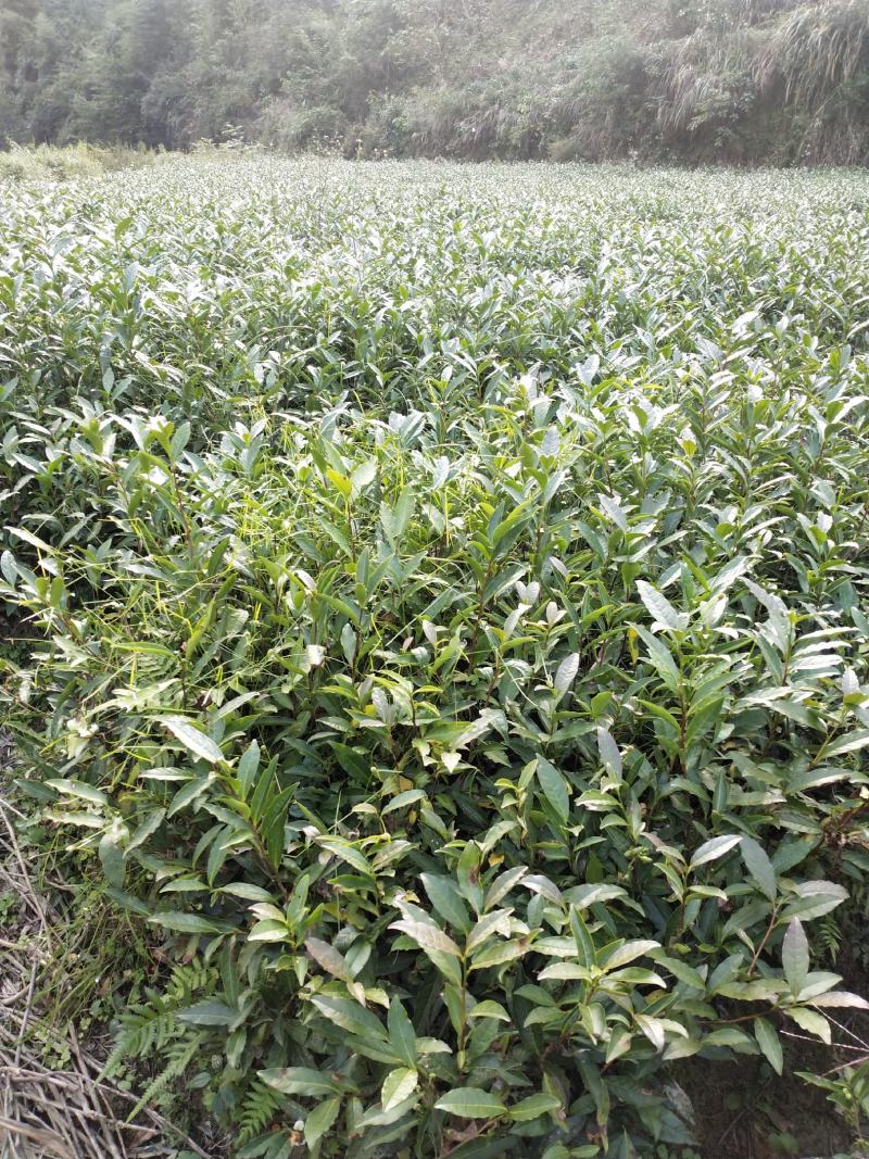 湖南湘西黄金茶叶苗保靖黄金茶1号苗八号苗基地直销