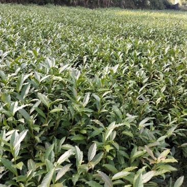 湖南湘西黄金茶叶苗保靖黄金茶1号苗八号苗基地直销