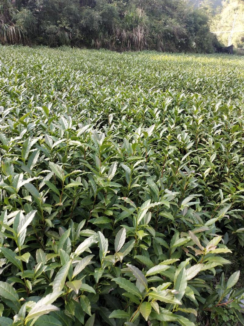 湖南湘西黄金茶叶苗保靖黄金茶1号苗八号苗基地直销