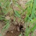 苗圃基地现供1--2年山桃苗苗子粗壮质优价优