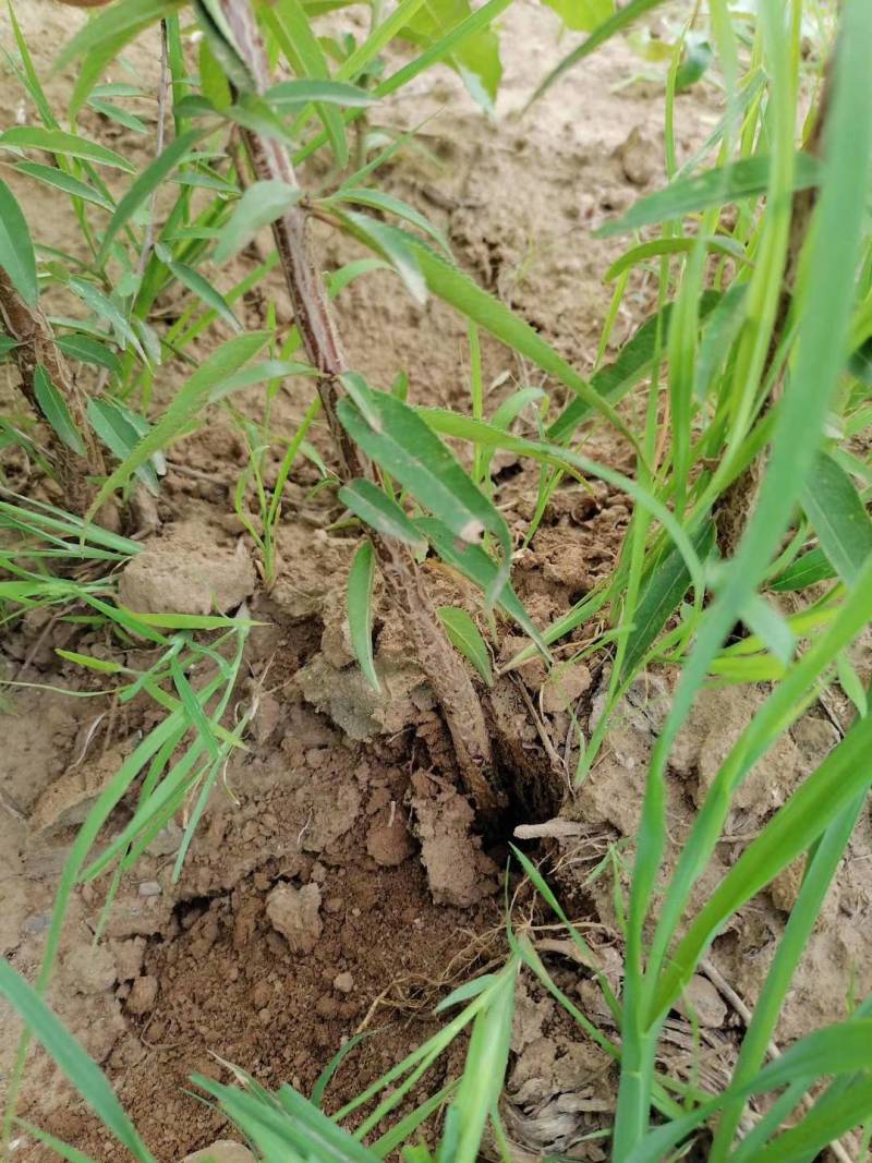 苗圃基地现供1--2年山桃苗苗子粗壮质优价优