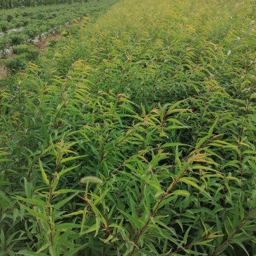 苗圃基地现供1--2年山桃苗苗子粗壮质优价优