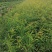 苗圃基地现供1--2年山桃苗苗子粗壮质优价优