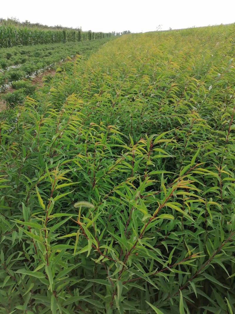 苗圃基地现供1--2年山桃苗苗子粗壮质优价优