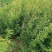 苗圃基地现供1--2年山桃苗苗子粗壮质优价优
