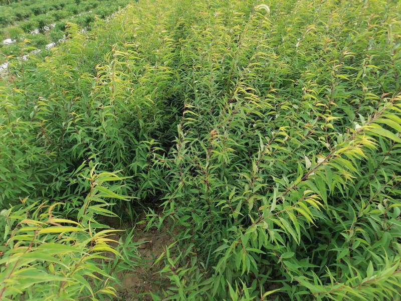 苗圃基地现供1--2年山桃苗苗子粗壮质优价优