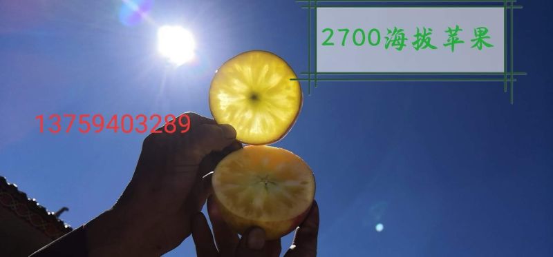 云南正宗冰糖心菠萝心蜂蜜味高海拔丑苹果