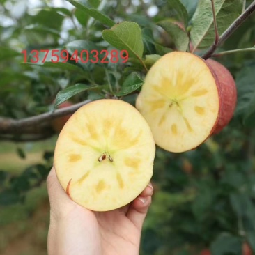 云南正宗冰糖心菠萝心蜂蜜味高海拔丑苹果