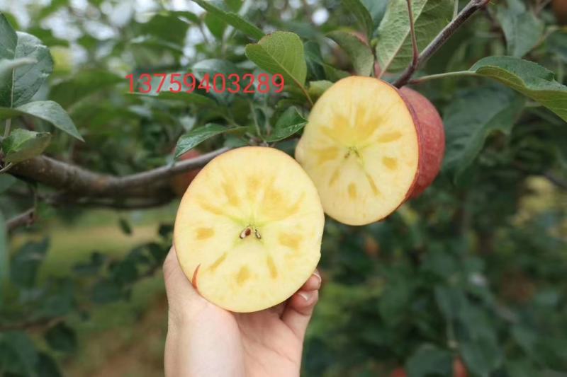 云南正宗冰糖心菠萝心蜂蜜味高海拔丑苹果