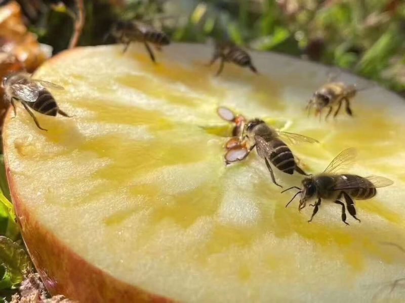 云南正宗冰糖心菠萝心蜂蜜味高海拔丑苹果