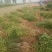 苗圃基地现供1--2年山桃苗苗子粗壮质优价优