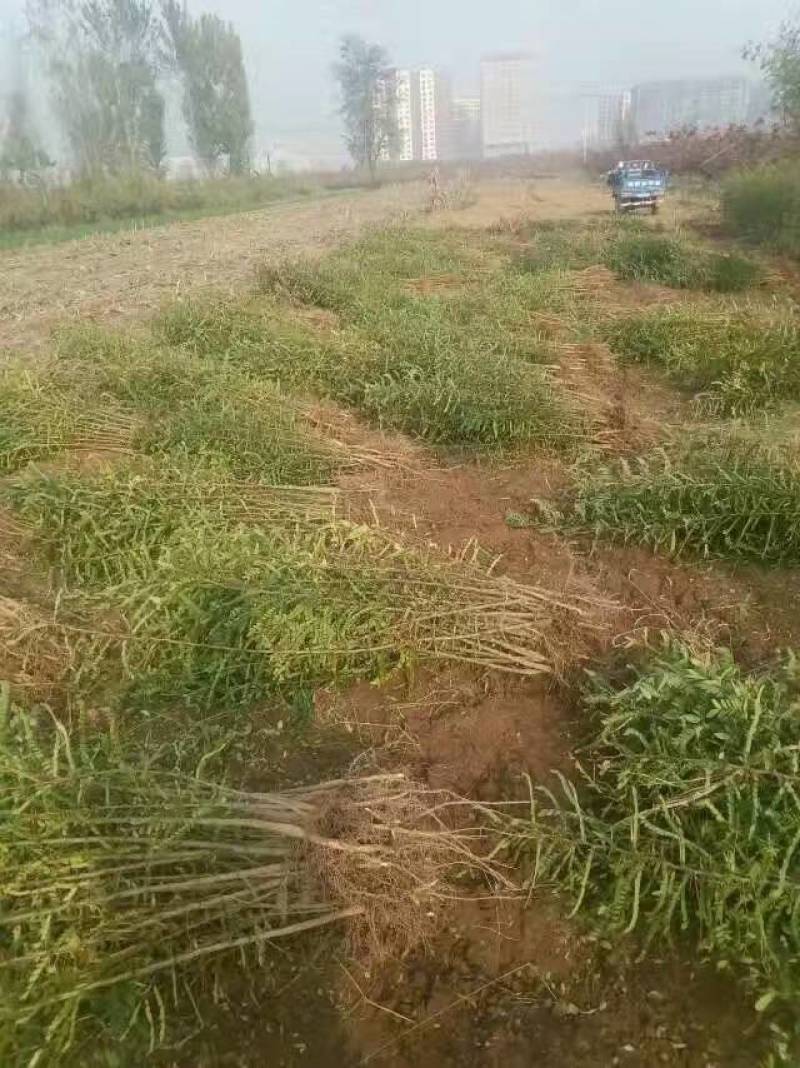 苗圃基地现供1--2年山桃苗苗子粗壮质优价优
