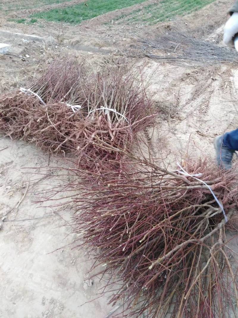 苗圃基地现供1--2年山桃苗苗子粗壮质优价优