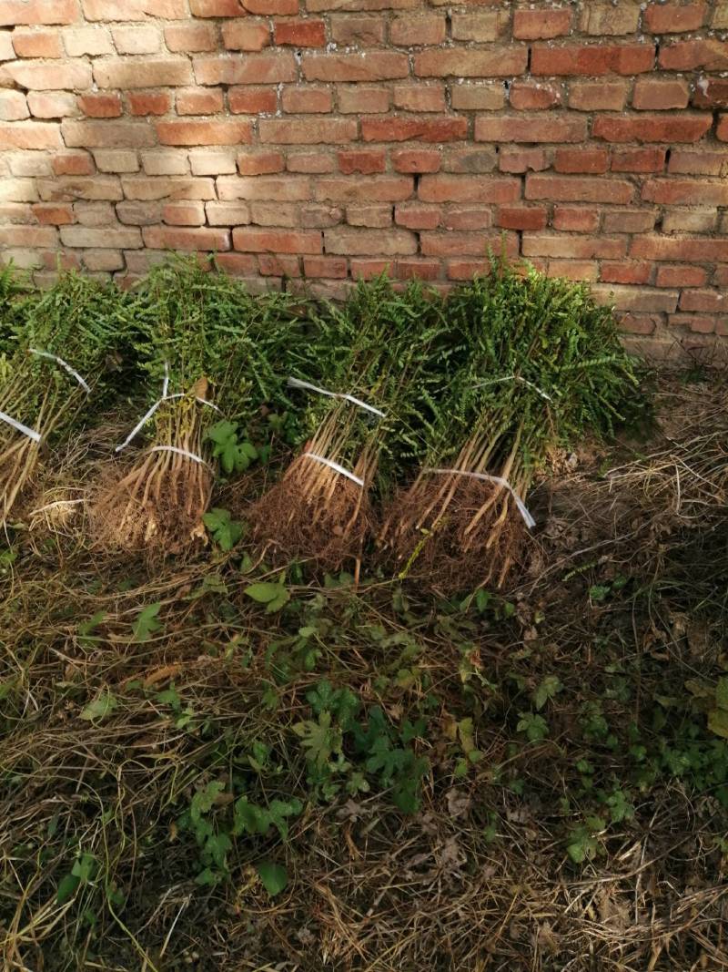 苗圃基地现供1--2年山桃苗苗子粗壮质优价优