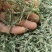 天然野生白花蛇舌草百花蛇舌草白花舌蛇草