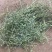 天然野生白花蛇舌草百花蛇舌草白花舌蛇草