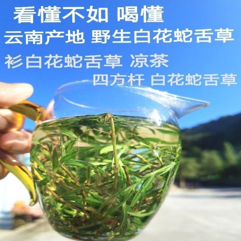 天然野生白花蛇舌草百花蛇舌草白花舌蛇草