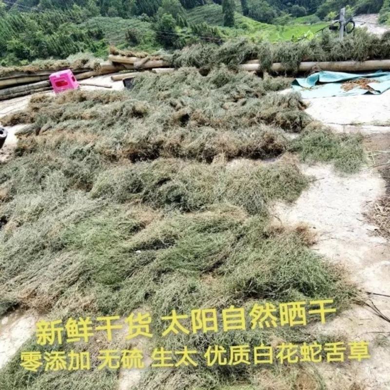 天然野生白花蛇舌草百花蛇舌草白花舌蛇草