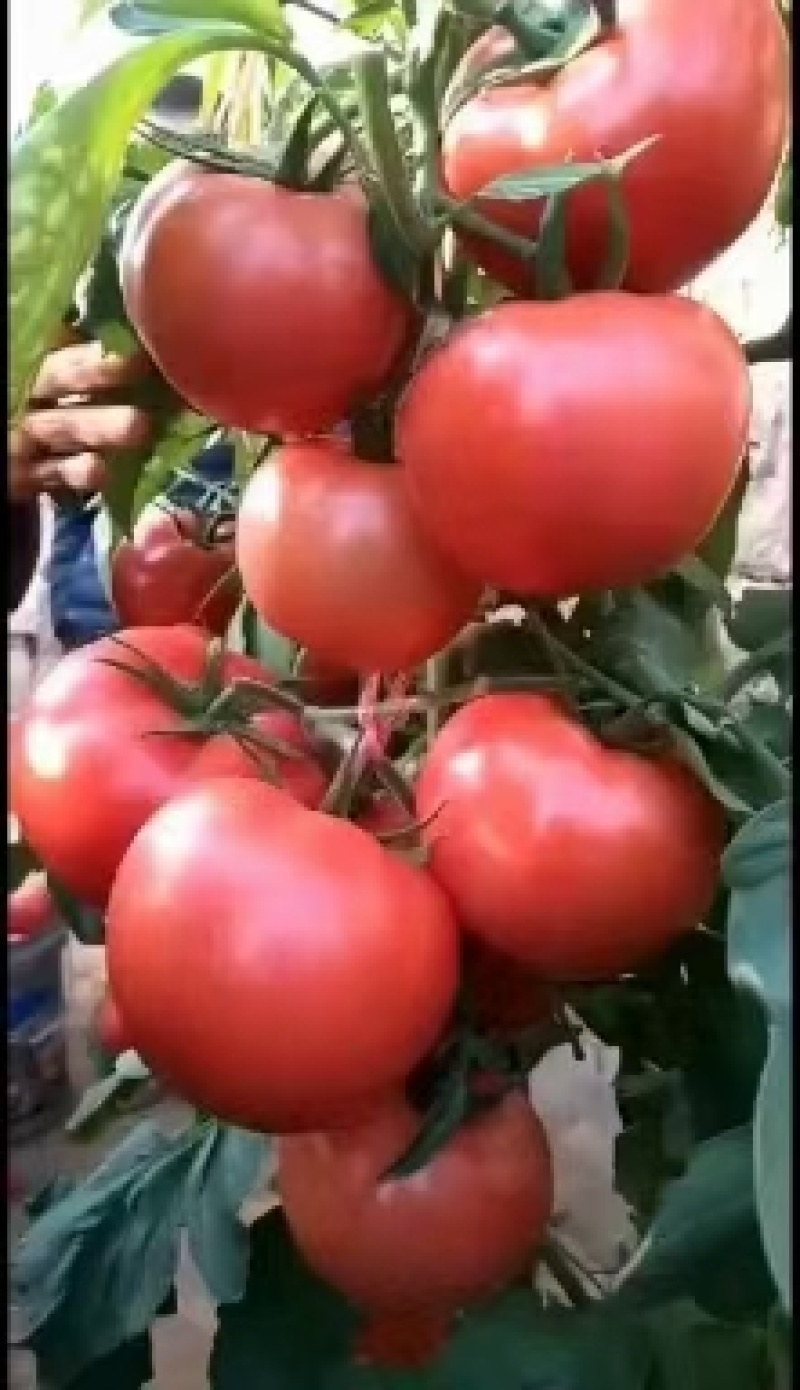 精品西红柿大量供应中，长年经营西红柿，**批发基地直供