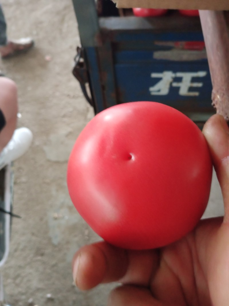 精品西红柿大量供应中，长年经营西红柿，**批发基地直供