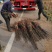 大红袍无刺花椒苗0.5~1公分以上年产量3O万一50万