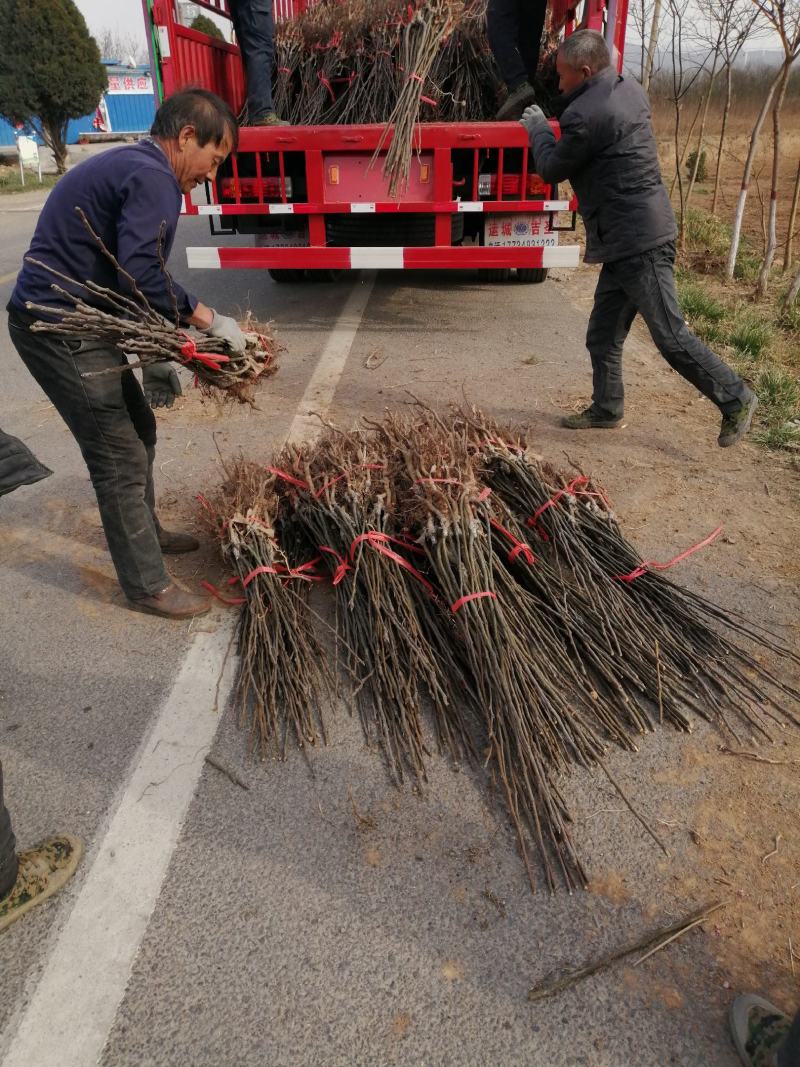 大红袍无刺花椒苗0.5~1公分以上年产量3O万一50万
